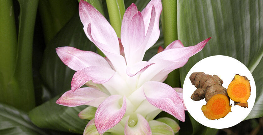 Alpinia, Turmeric and Guava herb tea made from pure Japan 100% okinawa